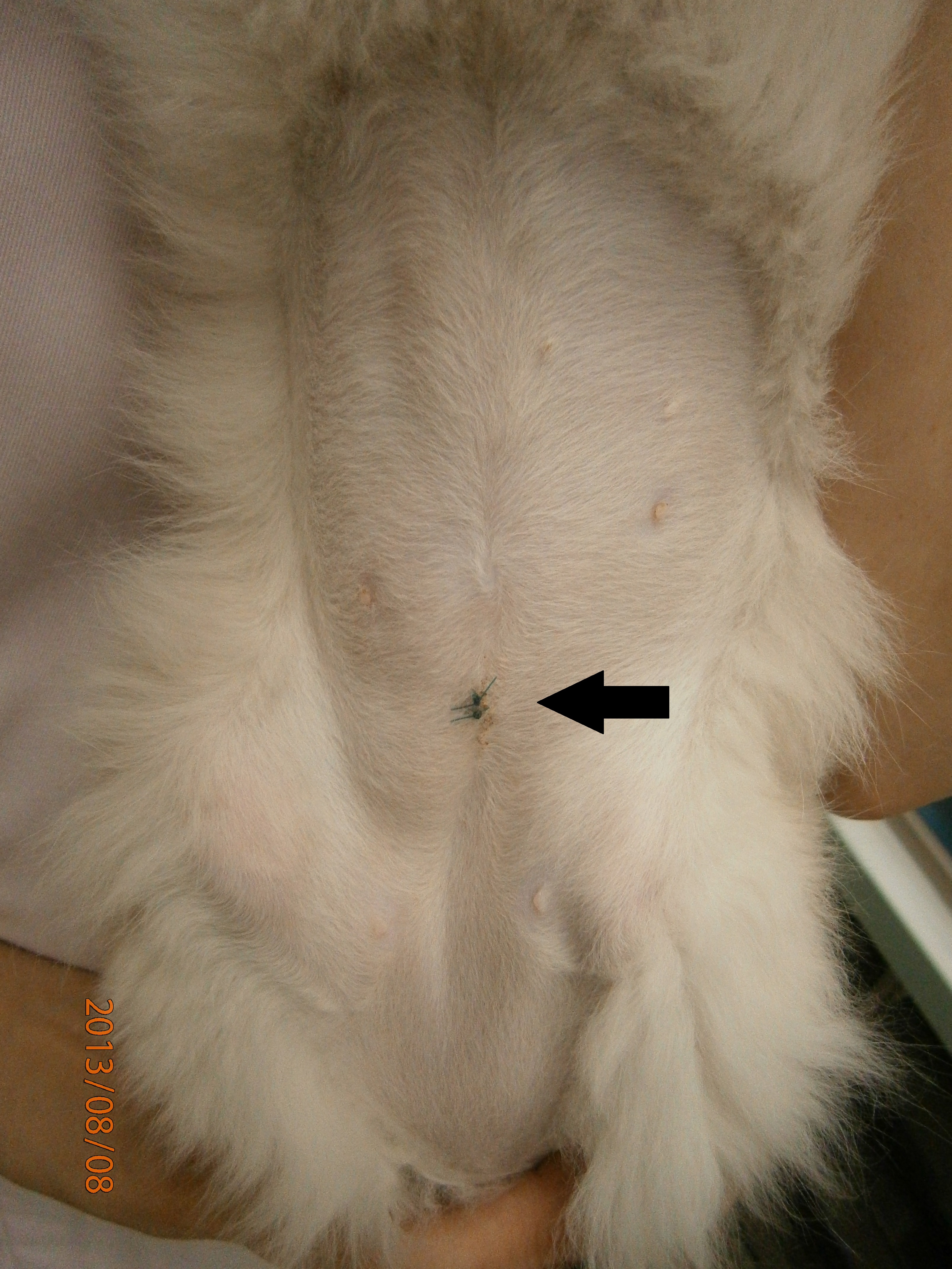 避妊 手術 抜糸 猫
