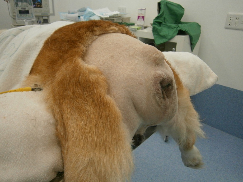 会陰ヘルニア｜梨の木どうぶつ病院/昭島市の動物病院(整形外科、夜間救急)