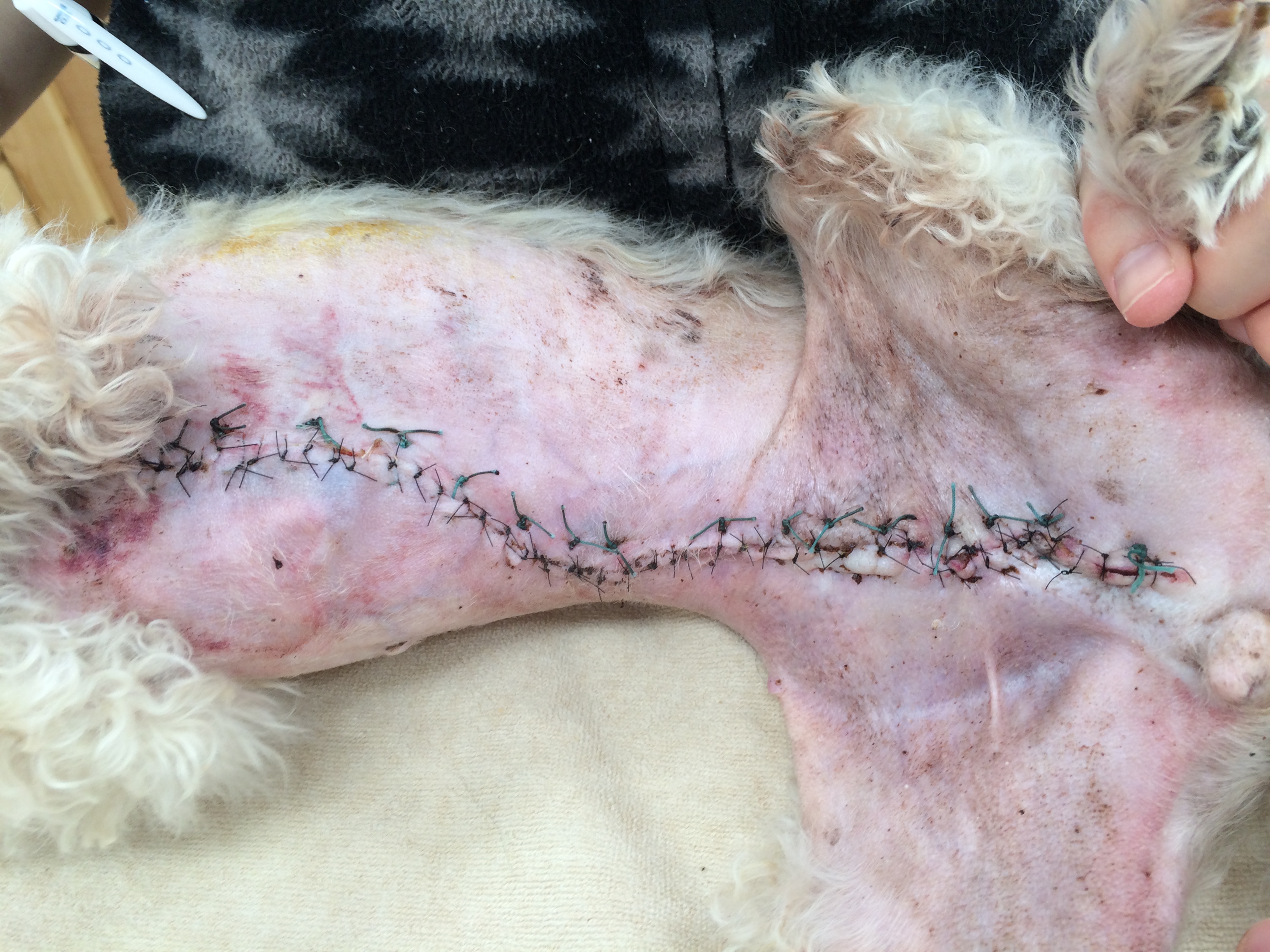 乳腺腫瘍｜梨の木どうぶつ病院/昭島市の動物病院(整形外科、夜間救急)