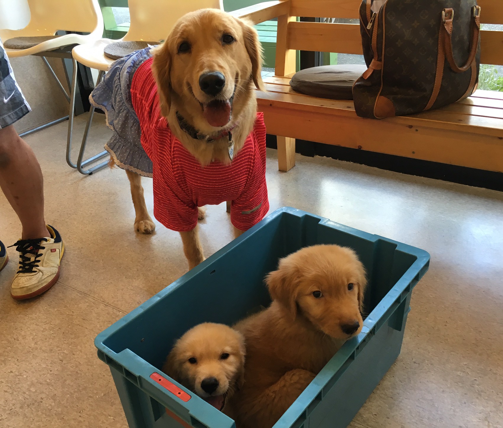 犬 里親 ゴールデン レトリバー コレクション イメージ ベスト