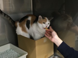 びにゃん1 のコピー