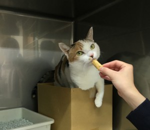 びにゃん2 のコピー