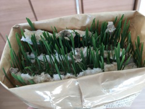 IMG_4531