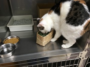 IMG_4602