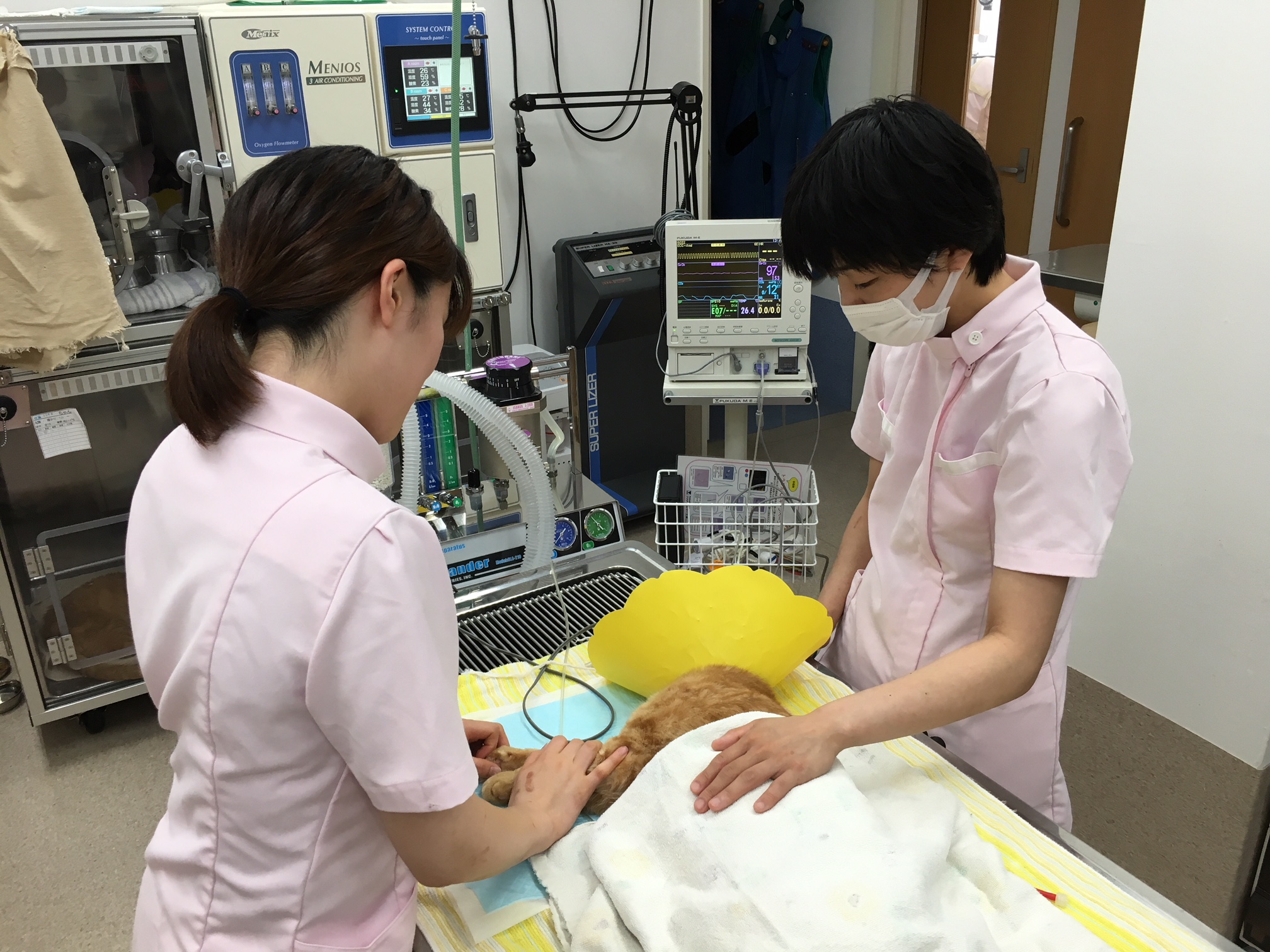 来年度就職希望の動物看護師さん募集｜梨の木どうぶつ病院/昭島市の動物病院(整形外科、夜間救急)