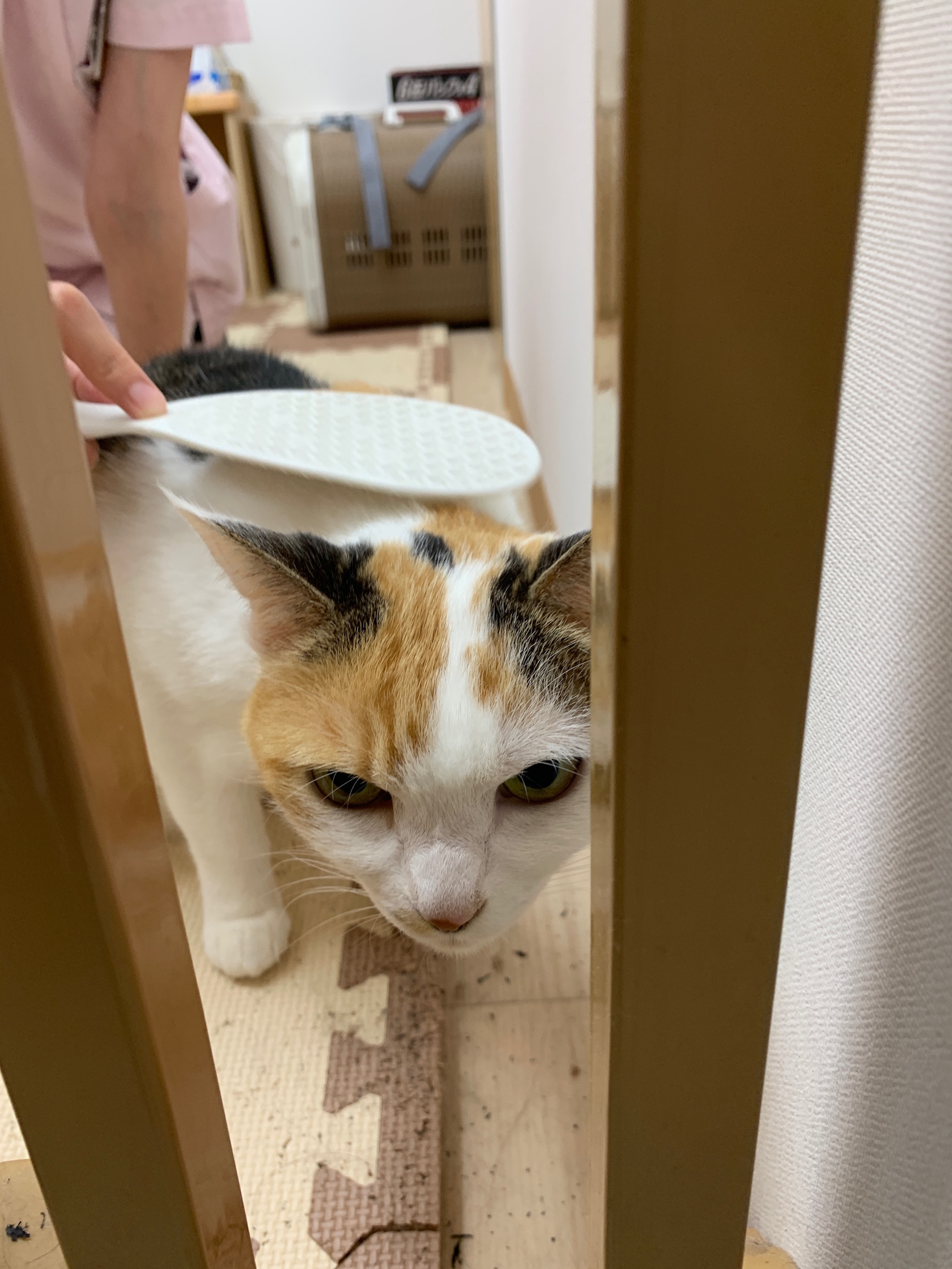 猫の癒しグッズ 梨の木どうぶつ病院 昭島市の動物病院 整形外科 夜間救急