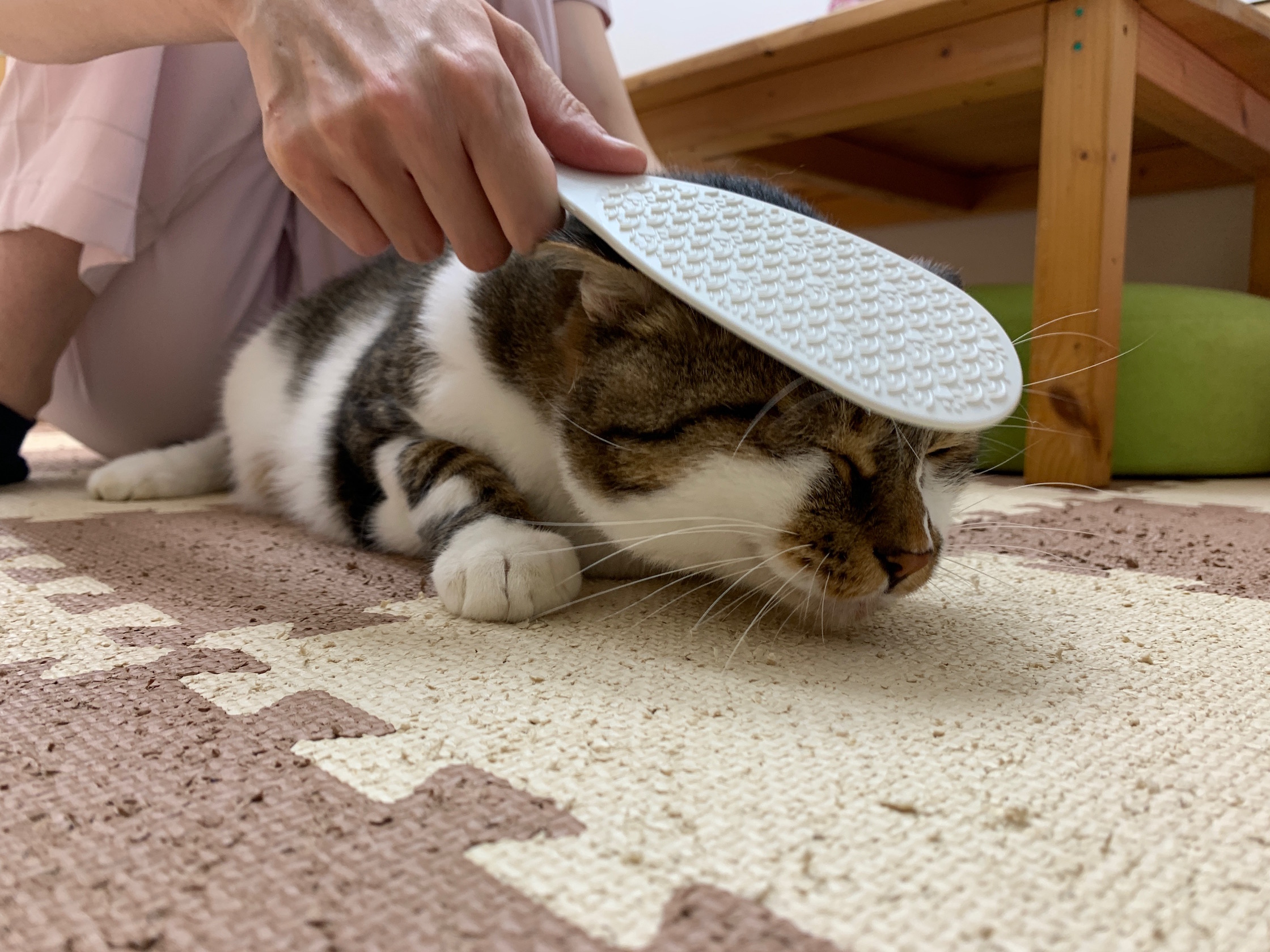 猫の癒しグッズ 梨の木どうぶつ病院 昭島市の動物病院 整形外科 夜間救急