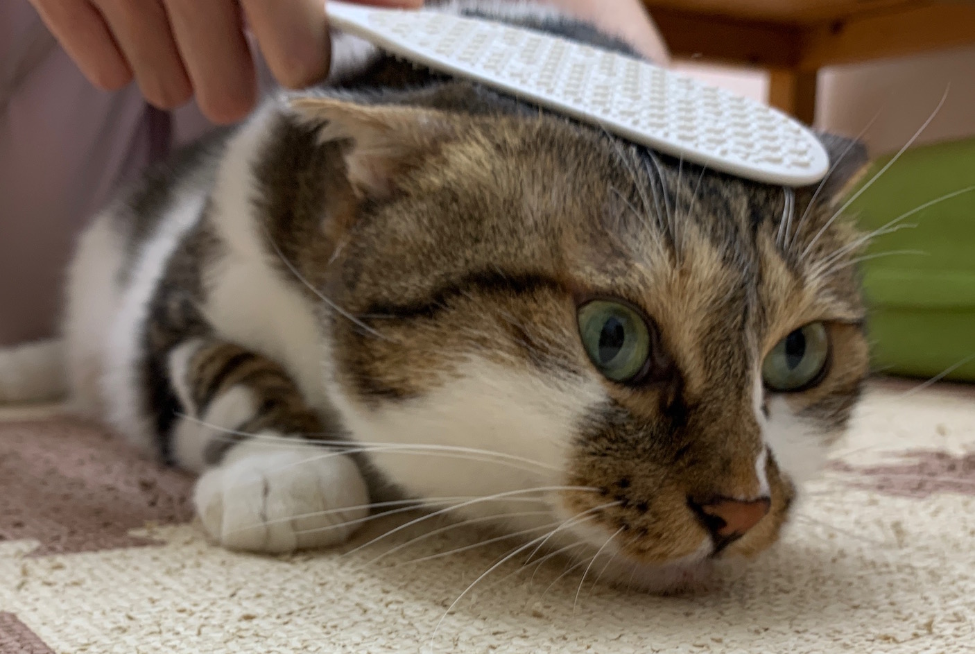 猫の癒しグッズ 梨の木どうぶつ病院 昭島市の動物病院 整形外科 夜間救急