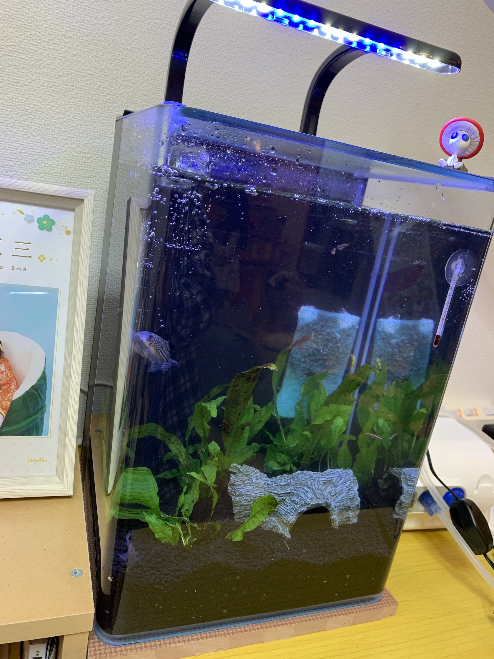 熱帯魚の研究 照明 梨の木どうぶつ病院 昭島市の動物病院 整形外科 夜間救急 熱帯魚の研究 照明 梨の木どうぶつ病院 昭島市の動物病院 整形外科 夜間救急