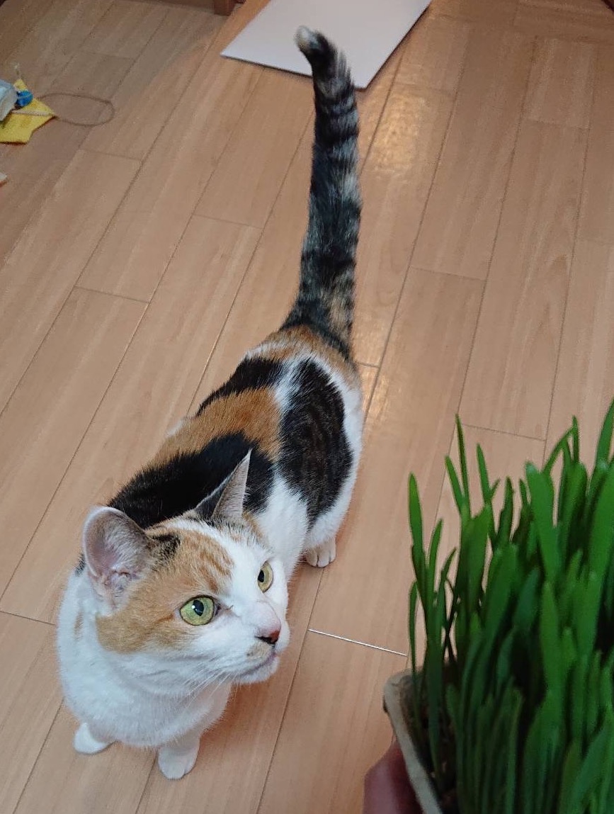 びにゃん久々の猫草 梨の木どうぶつ病院 昭島市の動物病院 整形外科 夜間救急