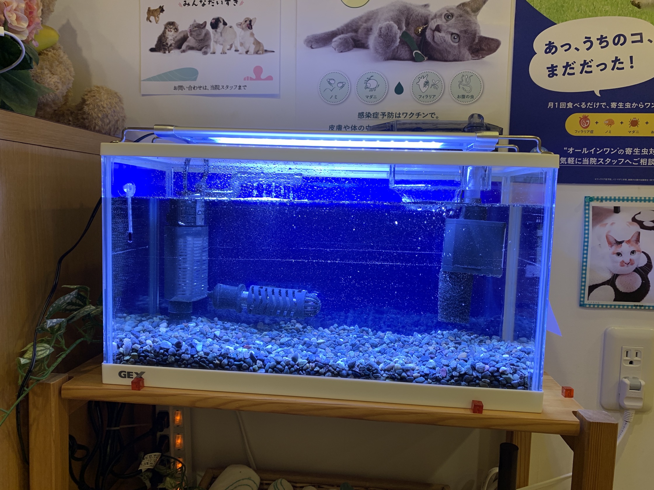 小型熱帯魚の群泳水槽 梨の木どうぶつ病院 昭島市の動物病院 整形外科 夜間救急