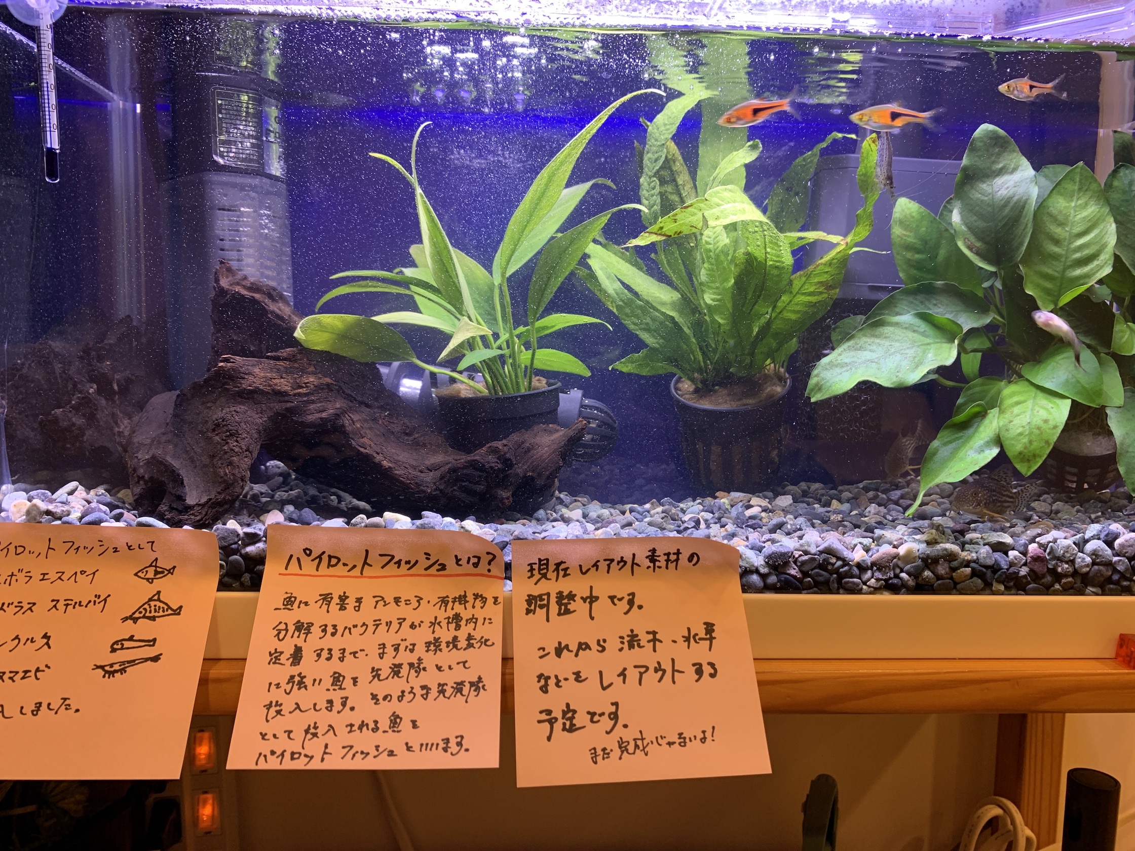小型熱帯魚の群泳水槽｜梨の木どうぶつ病院/昭島市の動物病院