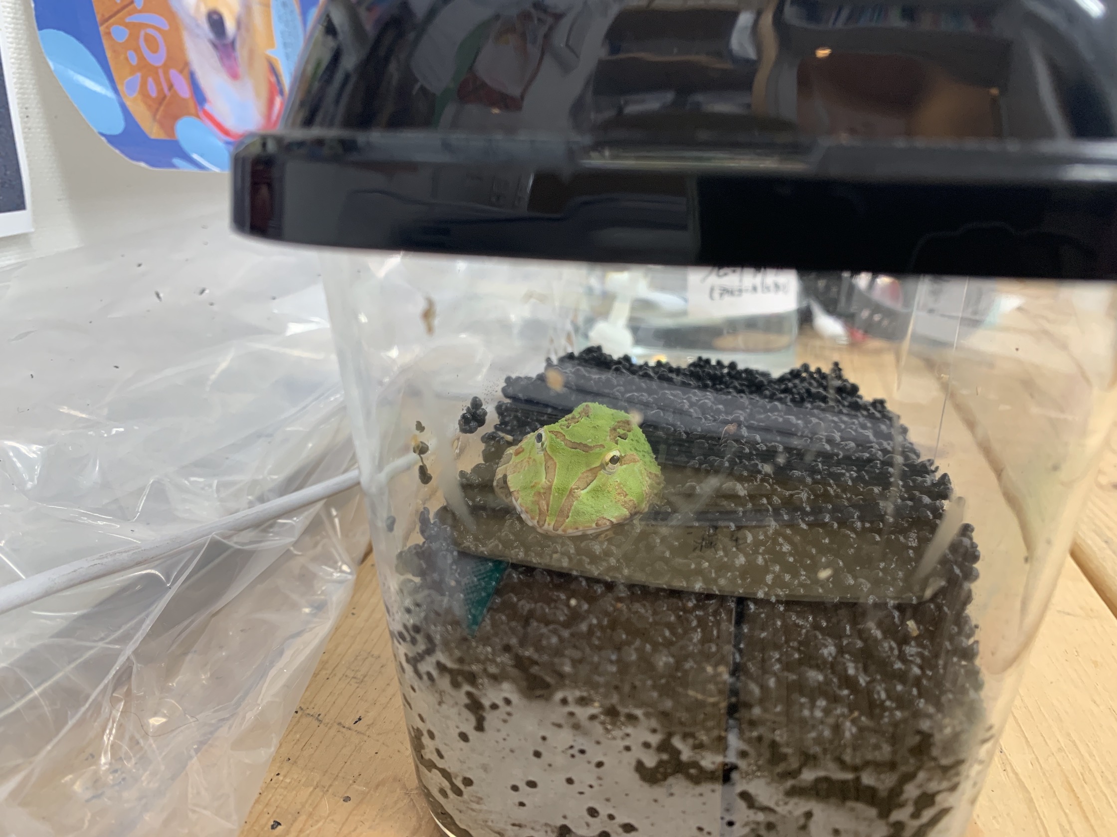 待望のホオコケツノガエル｜梨の木どうぶつ病院/昭島市の動物病院(整形 